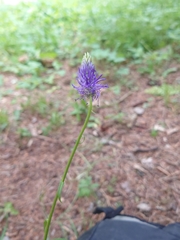 Phyteuma betonicifolium