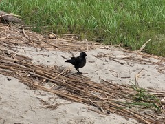 Corvus monedula