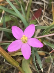 Centaurium littorale