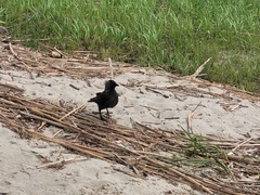 Corvus monedula