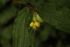 Commelina capitata