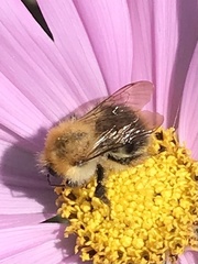 Bombus pascuorum