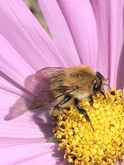 Bombus pascuorum