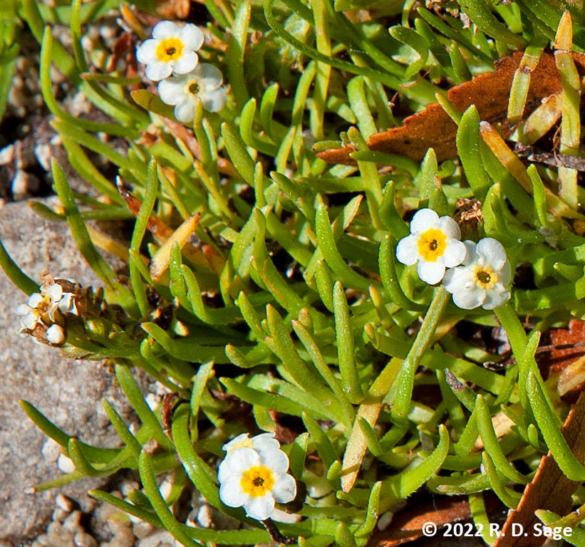 Plagiobothrys corymbosus