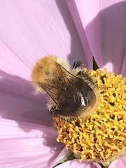 Bombus pascuorum