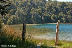 Plagiobothrys corymbosus