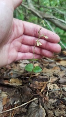 Neottia smallii
