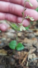 Neottia smallii