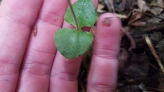 Neottia smallii