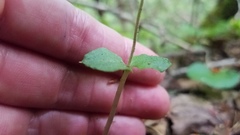 Neottia smallii
