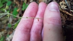 Neottia smallii