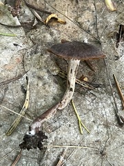 Cortinarius flexipes