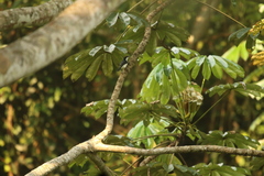 Dryoscopus senegalensis image