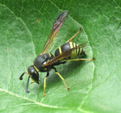 Euodynerus foraminatus