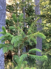 Pristiphora abietina