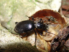 Cychrus angustatus