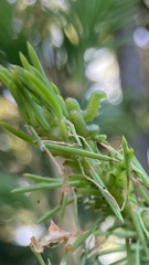 Pristiphora abietina