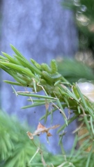 Pristiphora abietina