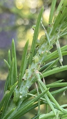 Pristiphora abietina