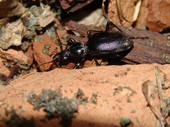 Cychrus angustatus