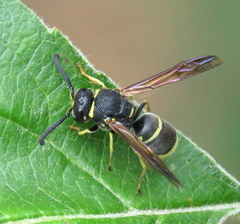 Euodynerus foraminatus