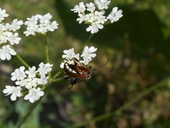 Stenopterus ater