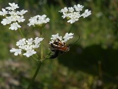 Stenopterus ater