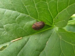 Hypocassida subferruginea