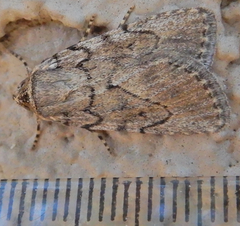 Paraeschra tortuosa
