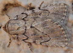 Paraeschra tortuosa