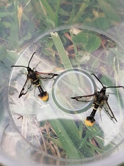 Synanthedon andrenaeformis