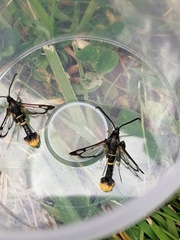 Synanthedon andrenaeformis