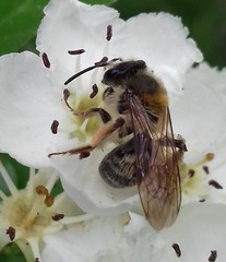 Andrena helvola