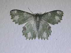 Eucyclodes fascinans