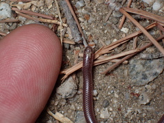 Rena humilis humilis