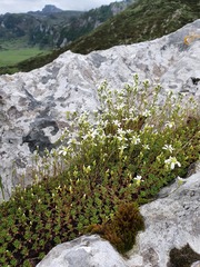 Saxifraga canaliculata