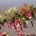 Fuchsia lycioides - Photo (c) Ariel Cabrera Foix,  זכויות יוצרים חלקיות (CC BY-NC-SA), הועלה על ידי Ariel Cabrera Foix