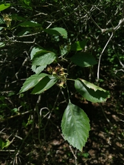 Crataegus succulenta