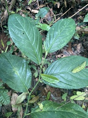 Piper glabrescens