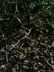 Crataegus succulenta