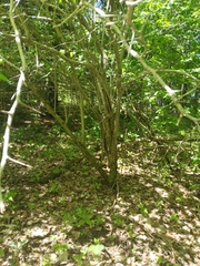 Crataegus succulenta