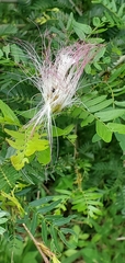 Calliandra surinamensis