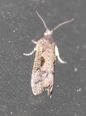 Cryptaspasma sordida