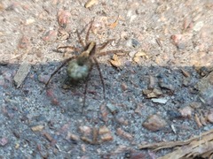 Pardosa lugubris