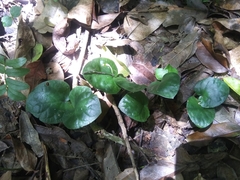 Geophila repens