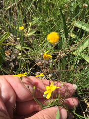 Tetraneuris linearifolia