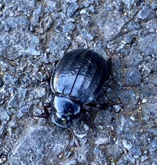 Pimelia laevigata validipes