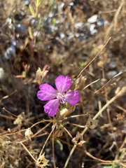 Clarkia biloba brandegeeae