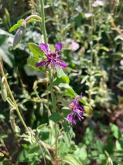 Clarkia mosquinii