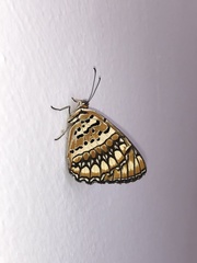 Byblia